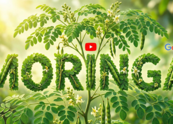 ¿Cómo tomar Moringa? Dosis recomendada, recetas y beneficios