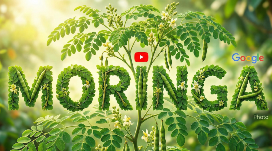 ¿Cómo tomar Moringa? Dosis recomendada, recetas y beneficios